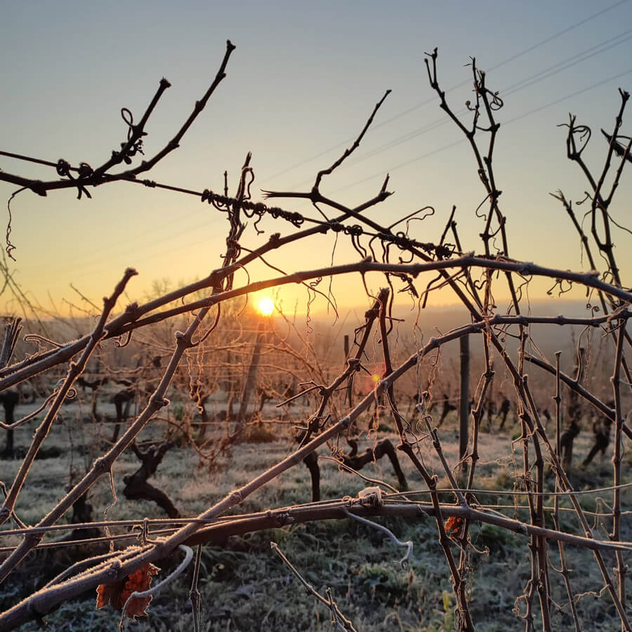 vignes gelées au Domaine de Pécoula