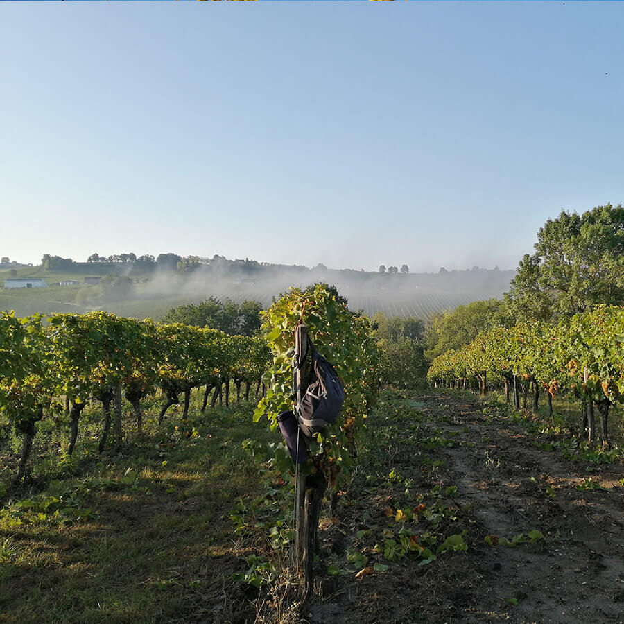 brume sur les vignes du Domaine de Pécoula