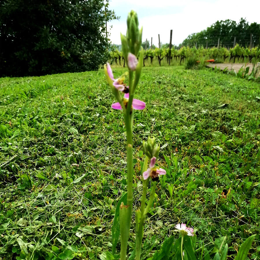 Fleurs orchidées au Domaine de Pécoula