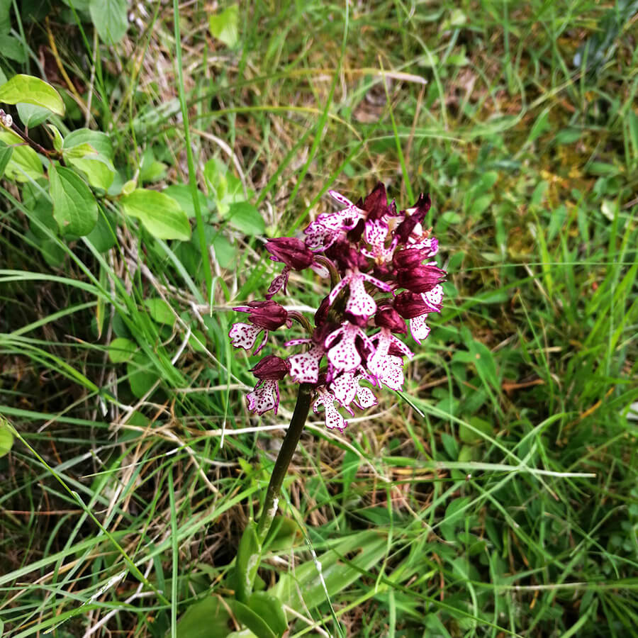 orchidée au Domaine de Pécoula
